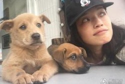 娱乐圈爆料流浪狗是谁呀,流浪狗身份揭秘，竟是神秘明星！