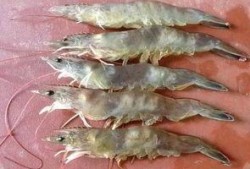 对虾塘爆料视频,揭秘养殖业的真实一面